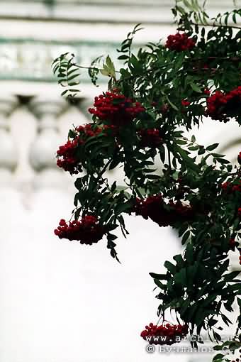 Solikamsk district. Solikamsk. Epiphany Church. Fragment. XVII